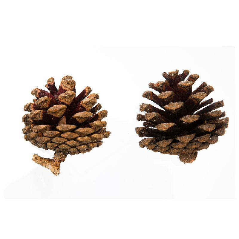 Homekit 1Kg Pine Cones Bulk Pack – Perfect for Florists – Christmas Decorations – Wreaths – Naturally Dried – Ready to Get Creative
