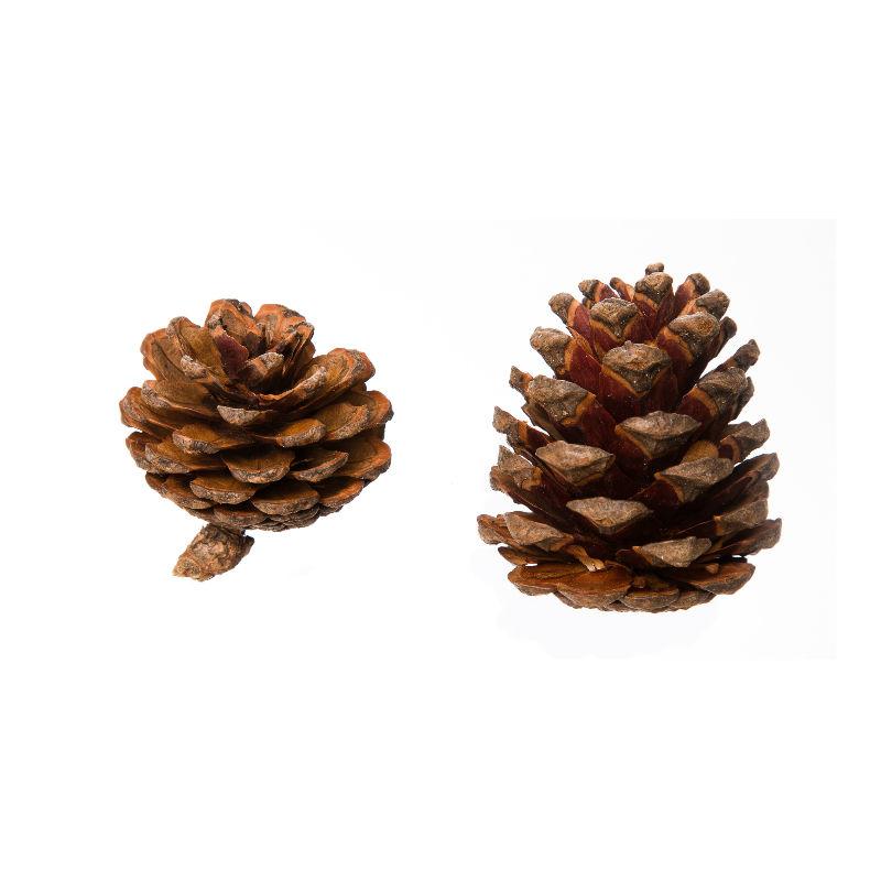 Homekit 500g Pine Cones Bulk Pack – Perfect for Florists – Christmas Decorations – Wreaths – Naturally Dried – Ready to Get Creative